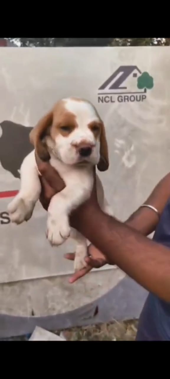 Beagle dog breeder in Vizag